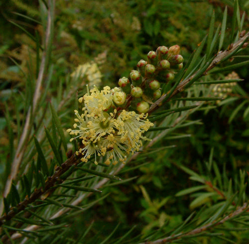 Callistemon sieberi