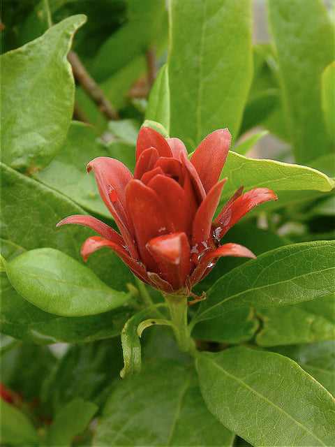 Calycanthus occidentalis - Jackson Co. Oregon