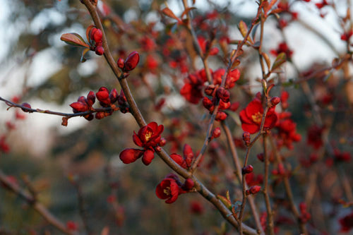 *RETAIL - Chaenomeles japonica 'Atsuya Hamada'