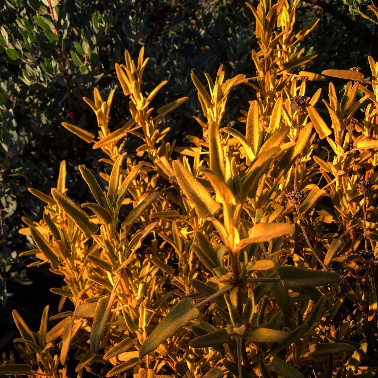 Phlomis 'Sunningdale Gold'