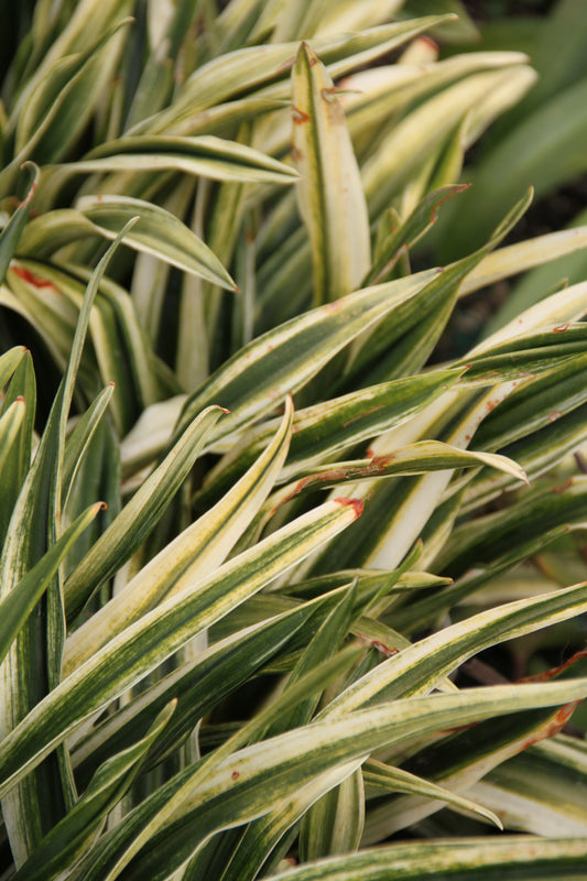 Rohdea japonica 'Mure-suzume'