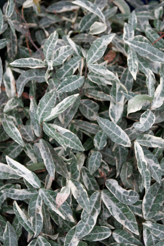 Cistus Nursery Trachelospermum asiaticum - Thumbnail 2