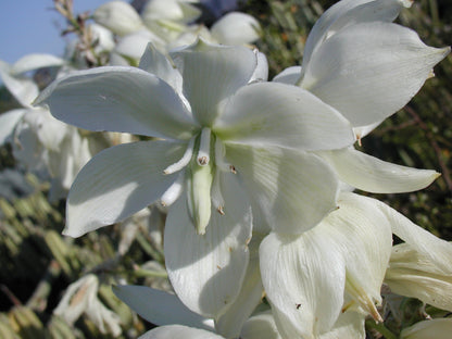 Yucca pallida