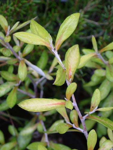 *RETAIL - Corokia x virgata 'Sunsprite'