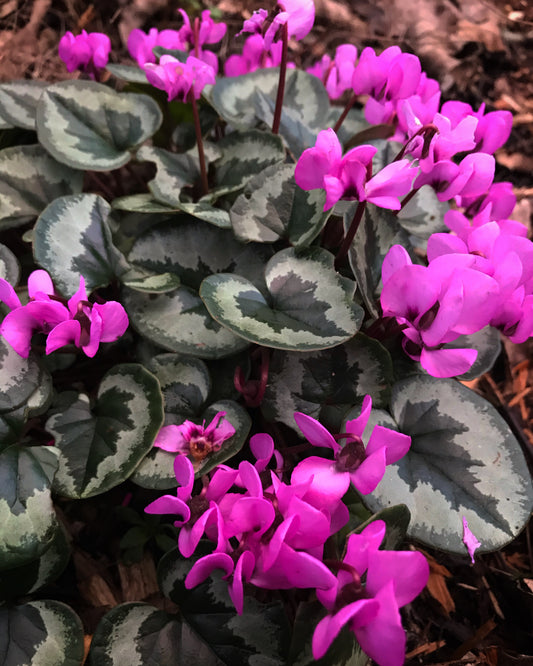 Cyclamen coum - Xmas tree form