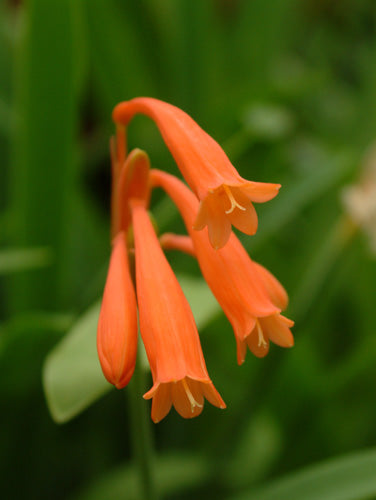 Cyrtanthus brachyscyphus