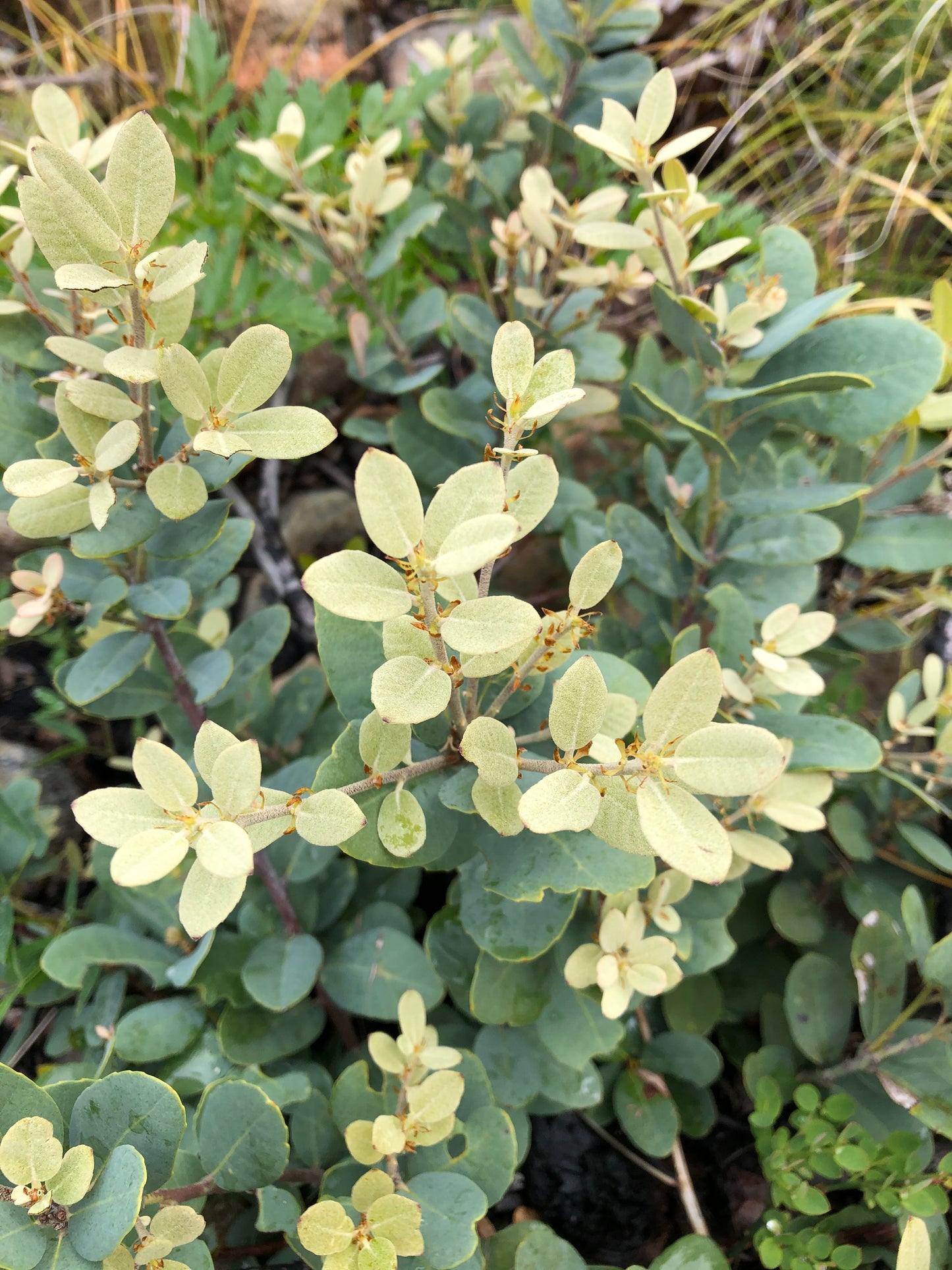 Notholithocarpus densiflorus var. echinoides [Snow Camp]