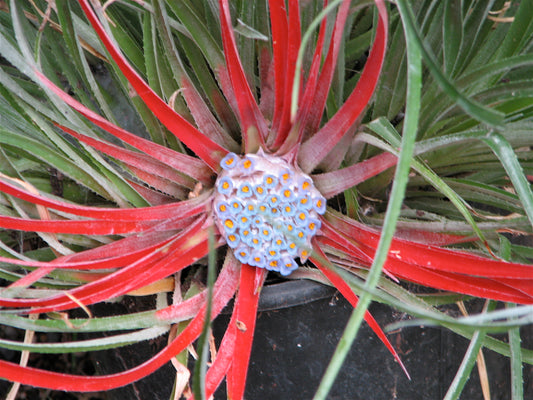 Fascicularia pitcairnifolia - Cotswald Garden