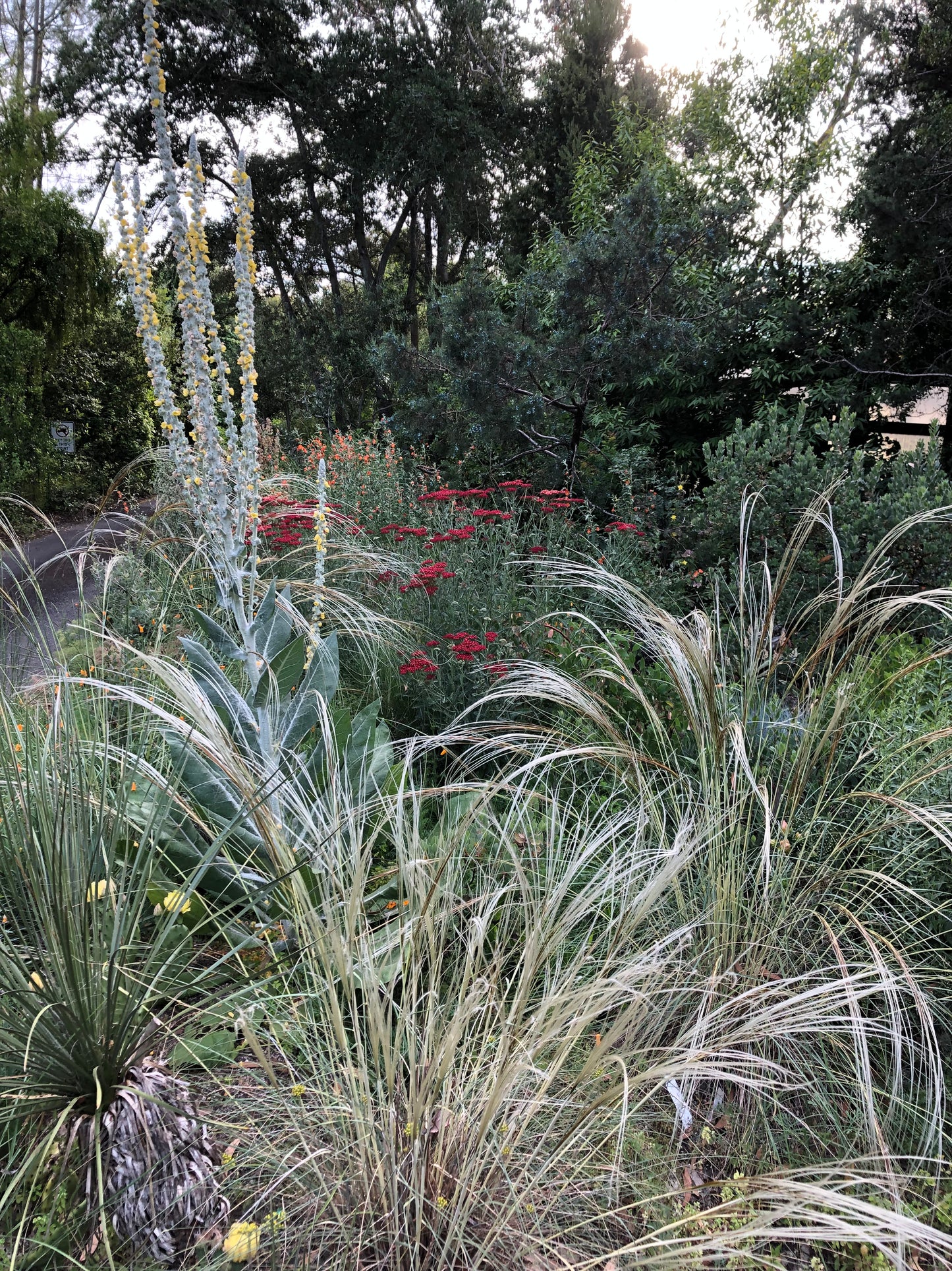 *RETAIL - Stipa barbata