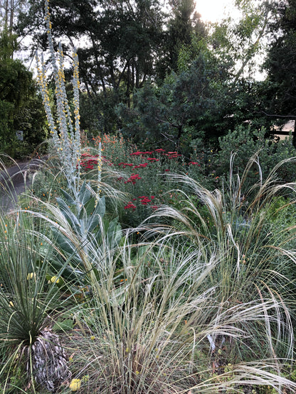 Stipa barbata