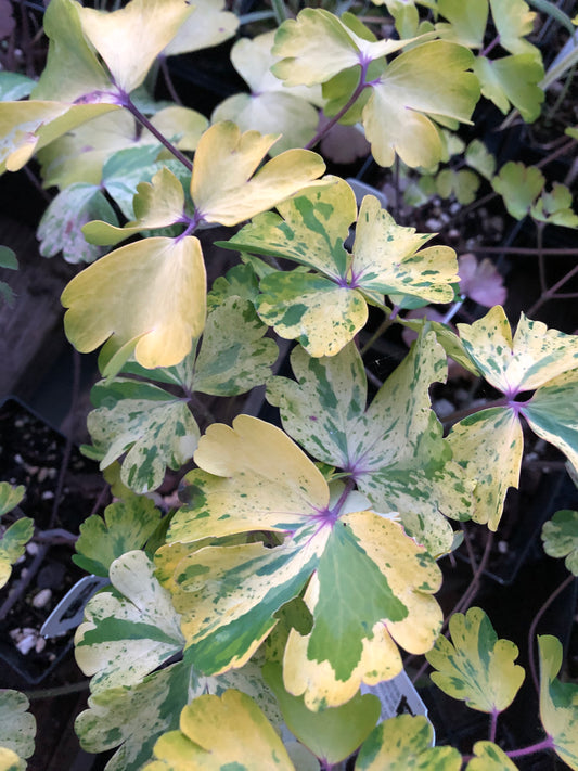 Aquilegia vulgaris 'Leprechaun Gold'
