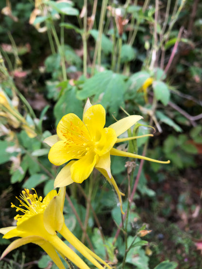 Aquilegia chrysantha