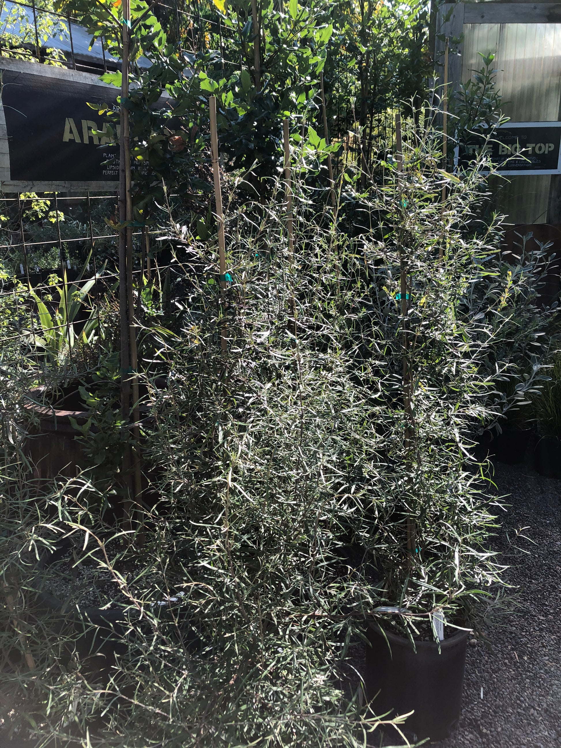 potted plants with narrow fine textured silver leaves.