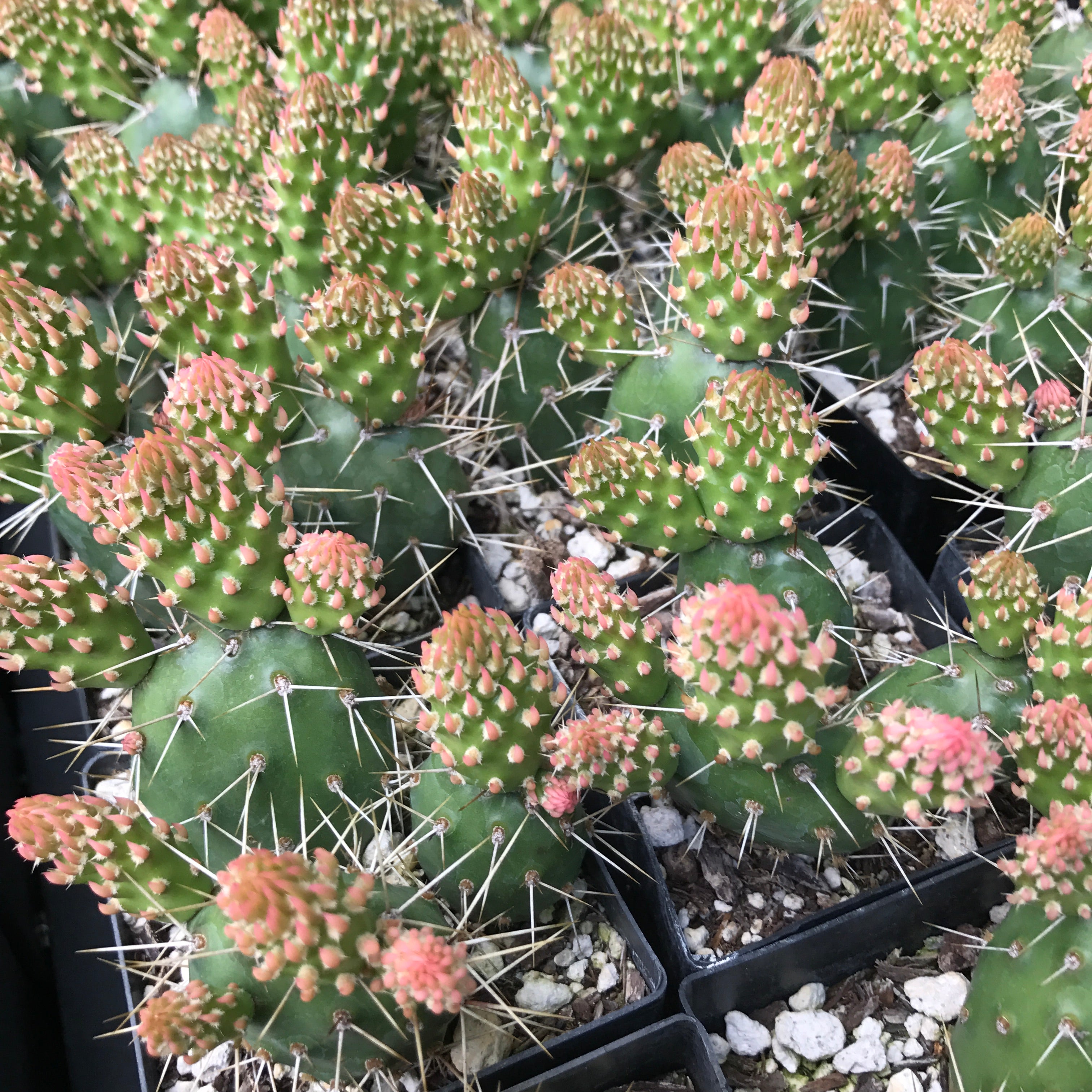 Opuntia fragilis 'Neon Gold' – Cistus Nursery