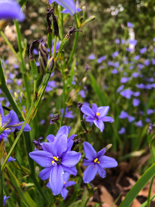 *RETAIL - Aristea ecklonii