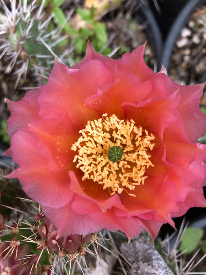 Opuntia polyacantha 'Crystal Tide'