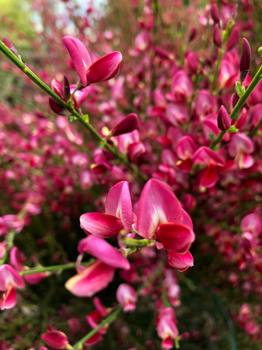 *RETAIL - Cytisus praecox 'Hollandia'