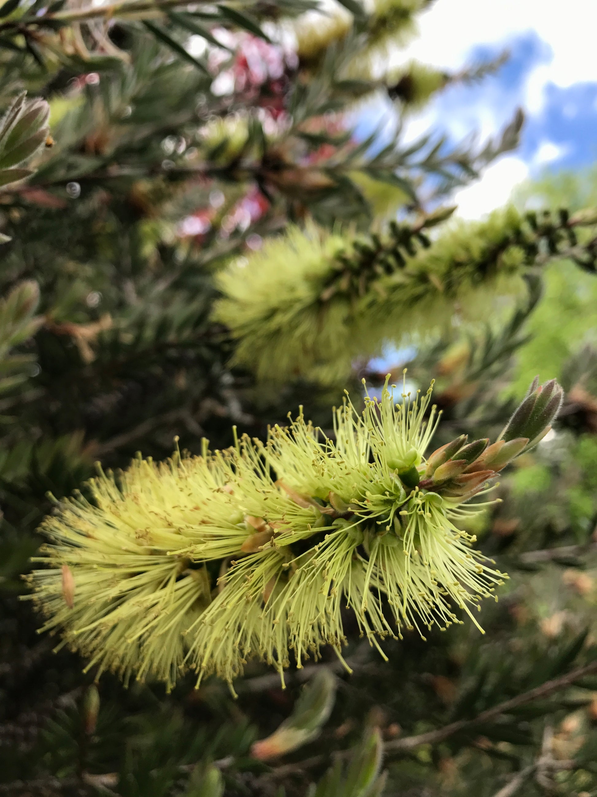 Callistemon Viridiflorus Cistus Nursery callistemon-viridiflorus-cistus-nursery
