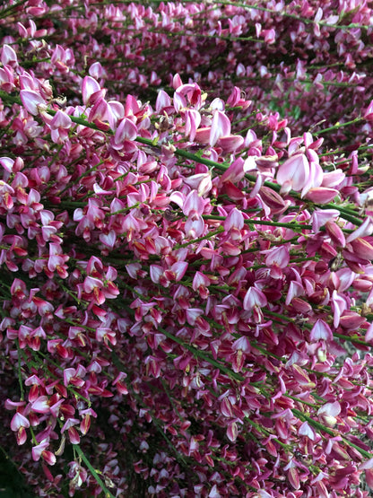 *RETAIL - Cytisus praecox 'Hollandia'