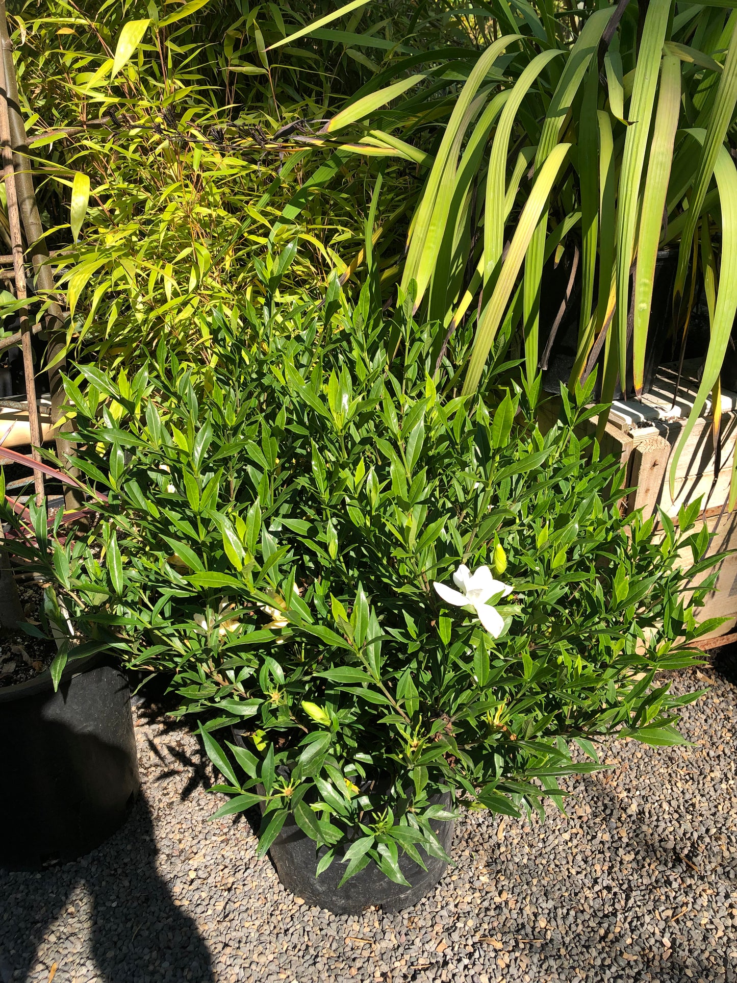 *RETAIL - Gardenia jasminoides 'Frost Proof'