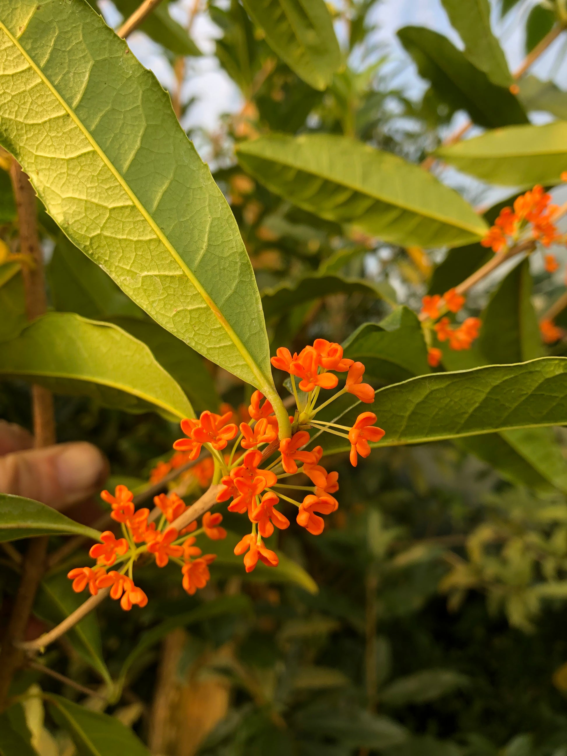Osmanthus fragrans var. aurantiacus 'Beni Kin Mokusei' – Cistus Osmanthus fragrans var. aurantiacus 'Beni Kin Mokusei' – Cistus
