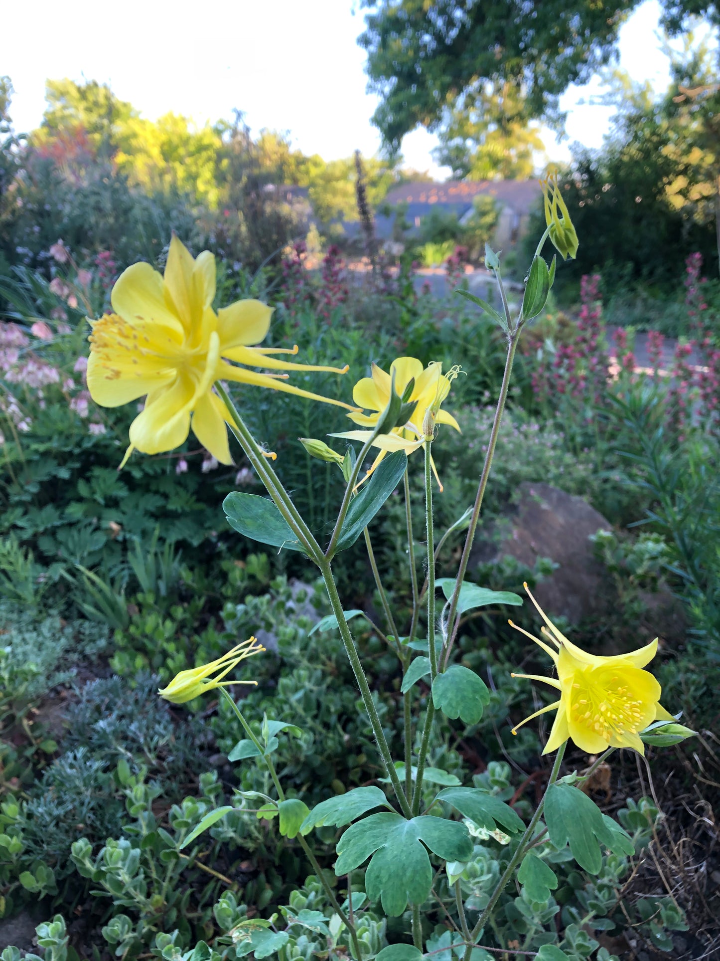 Aquilegia chrysantha