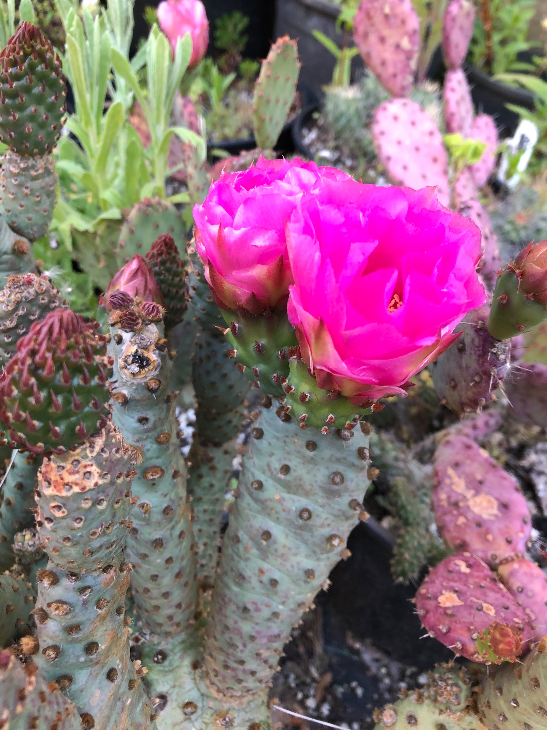 Opuntia x 'Upright Oblong' – Cistus Nursery
