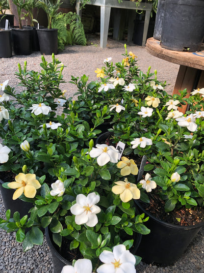 *RETAIL - Gardenia jasminoides 'Kleim's Hardy'