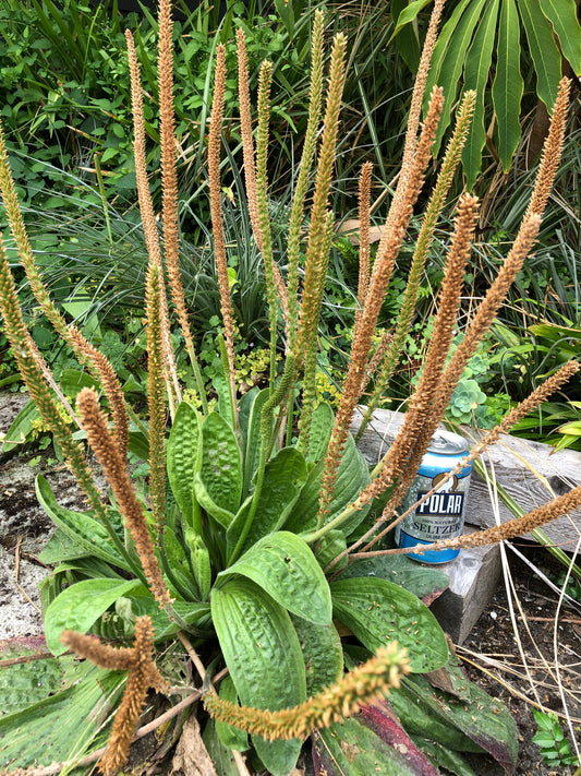 *RETAIL - Plantago subnuda - Pistol River Oregon