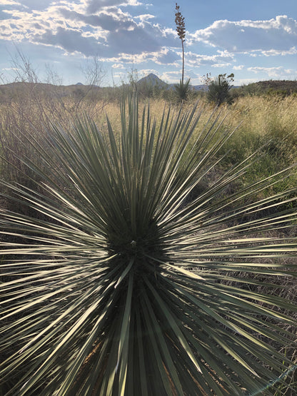 Yucca elata SBH 20.0200