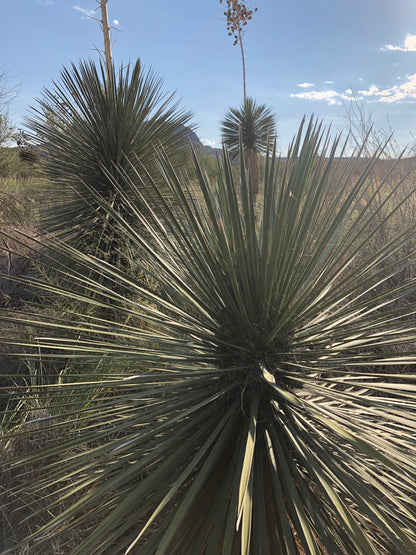 Yucca elata SBH 20.0200