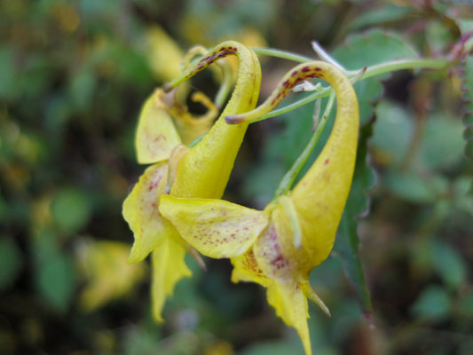 *RETAIL - Impatiens stenantha