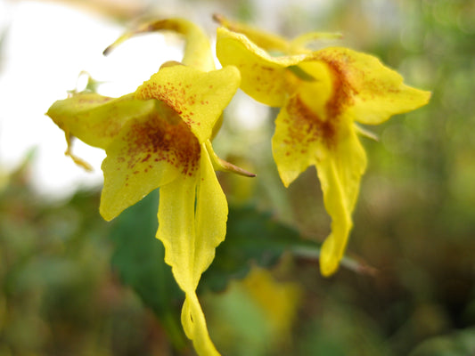 Impatiens stenantha
