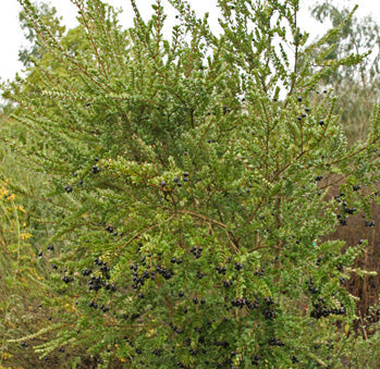 *RETAIL - Luma apiculata