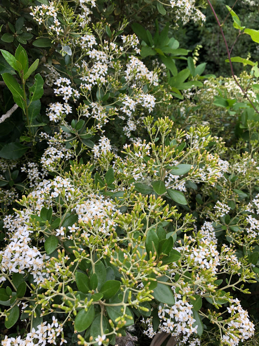 Olearia x haastii