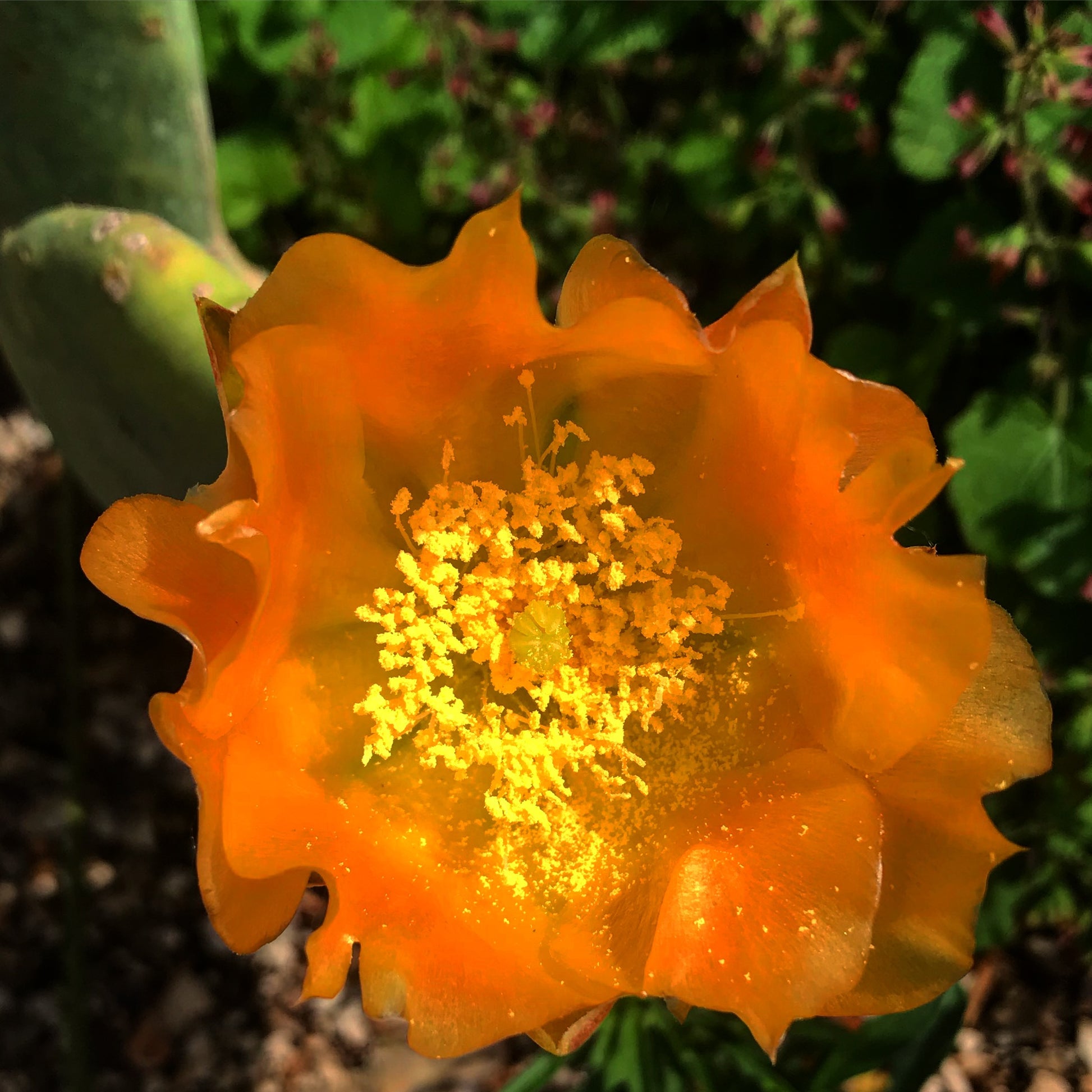 orange prickly pear cactus Opuntia cacanapa 'Ellisiana' – Cistus Nursery
