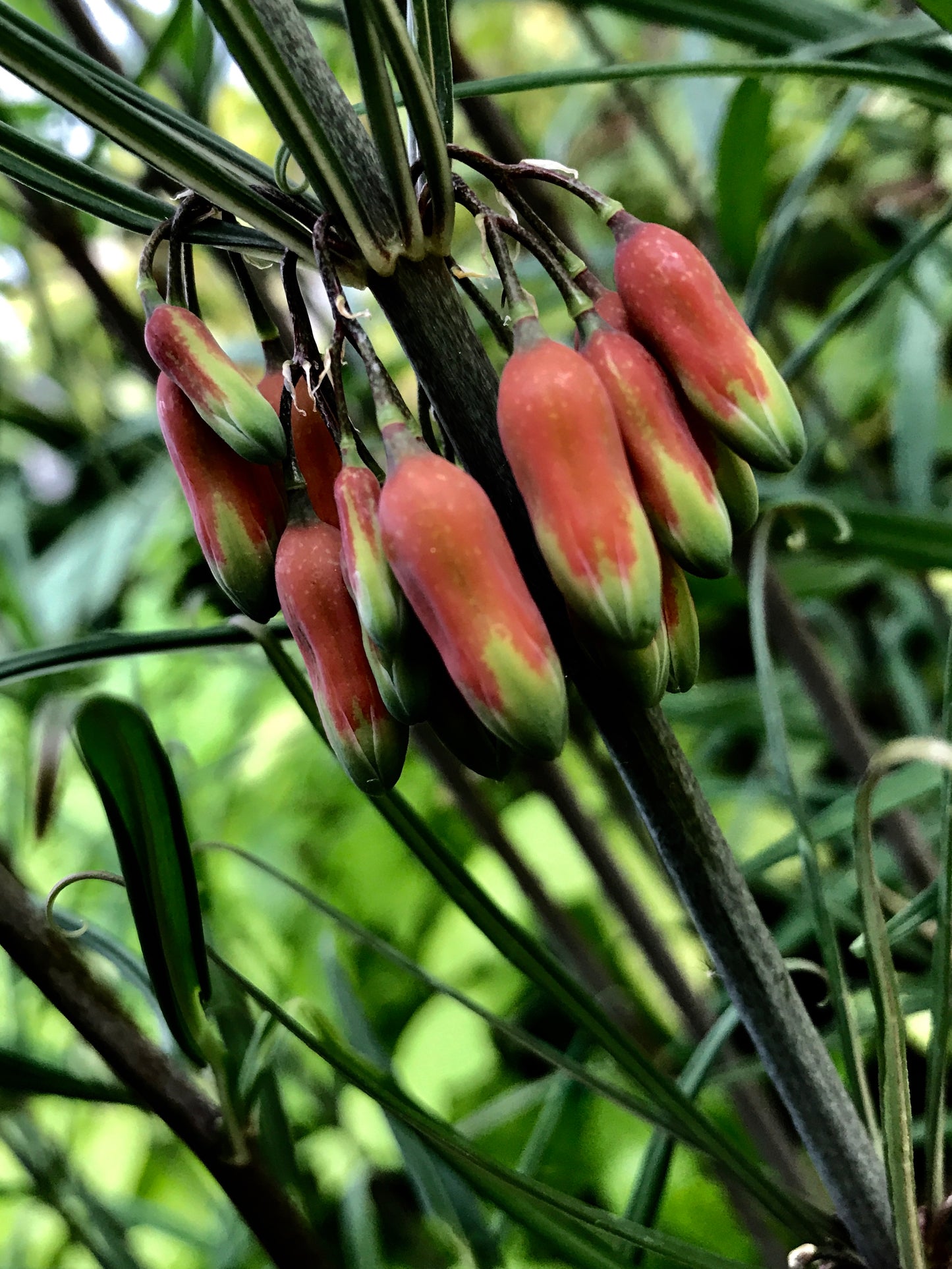 Polygonatum kingianum [red flowered form]