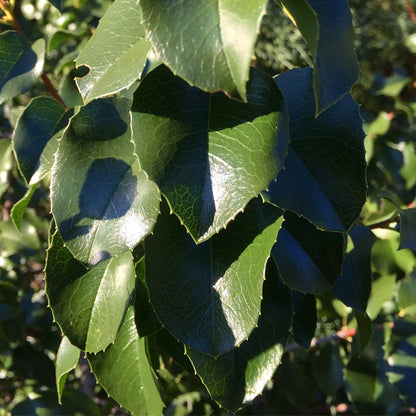 *RETAIL - Prunus ilicifolia [Klamath]