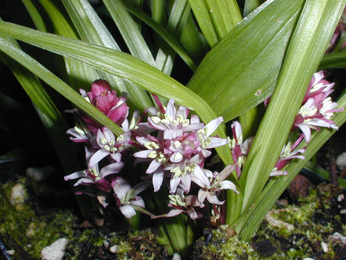 *RETAIL - Reineckea carnea