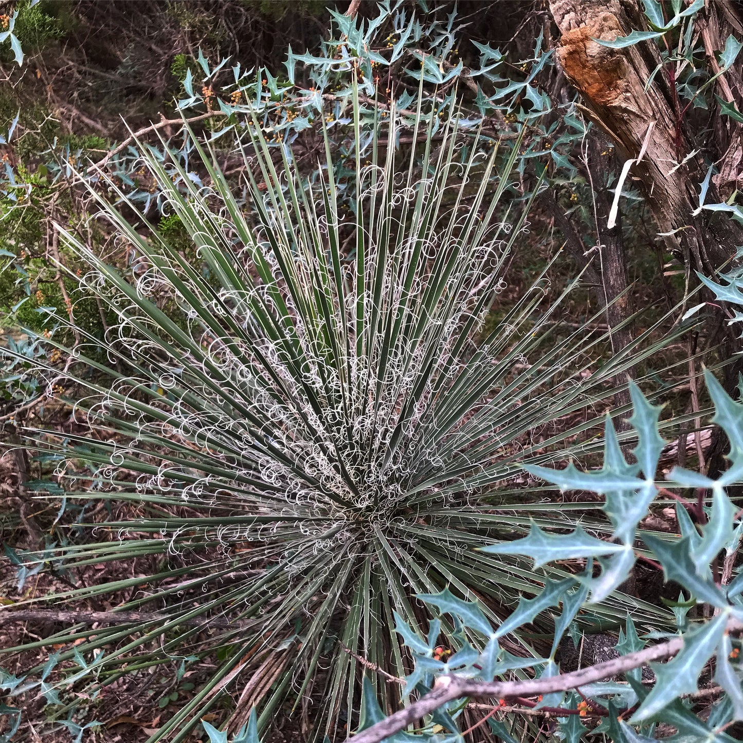 Yucca constricta