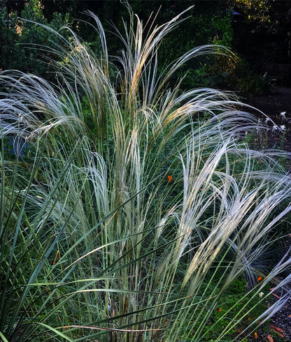 Stipa barbata