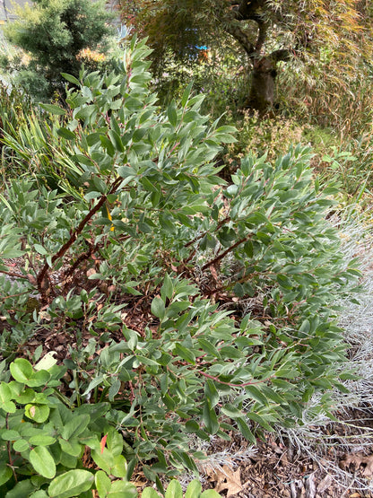 Arctostaphylos mewukka 'Mottley Crue'