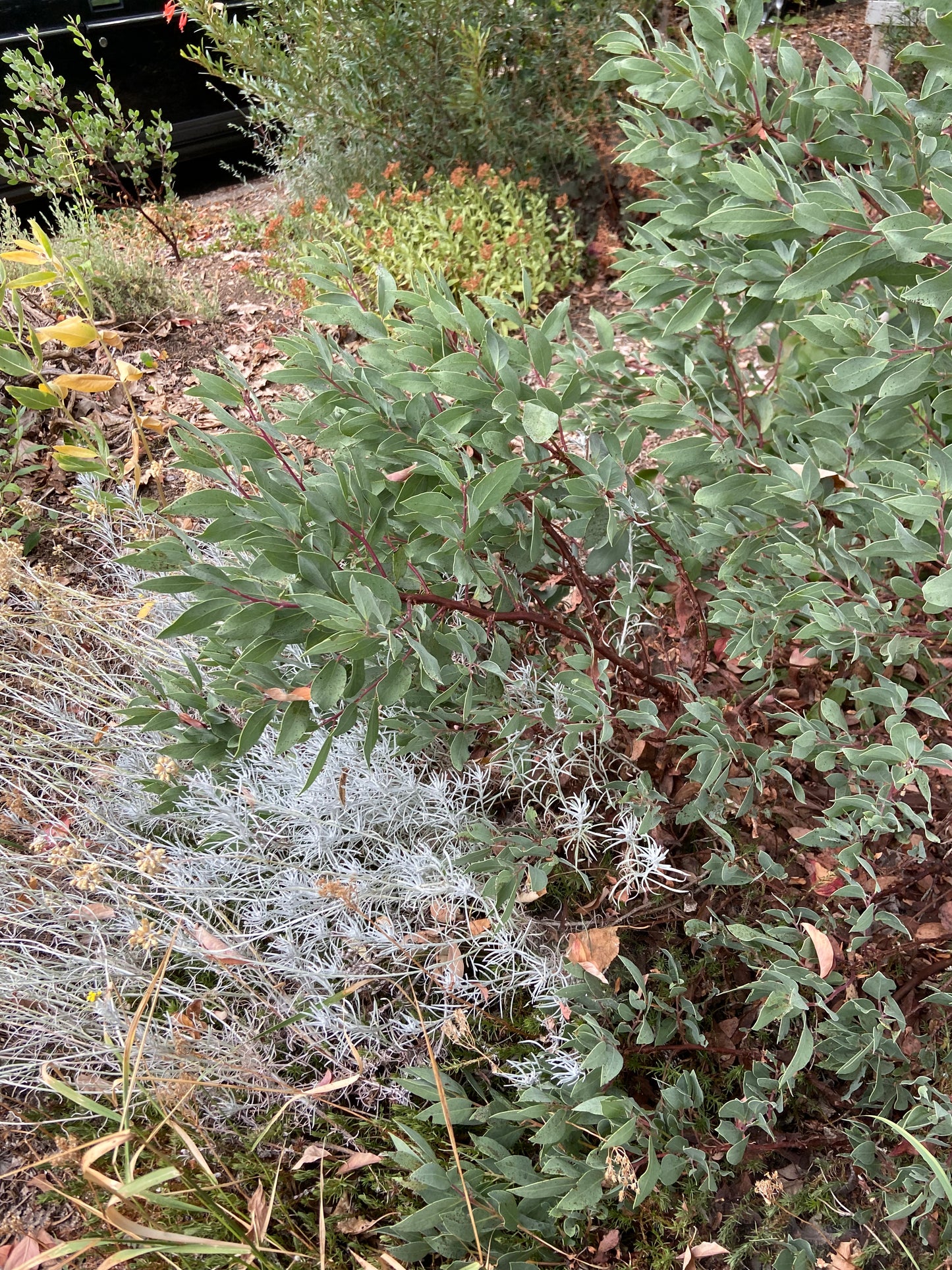 Arctostaphylos mewukka 'Mottley Crue'