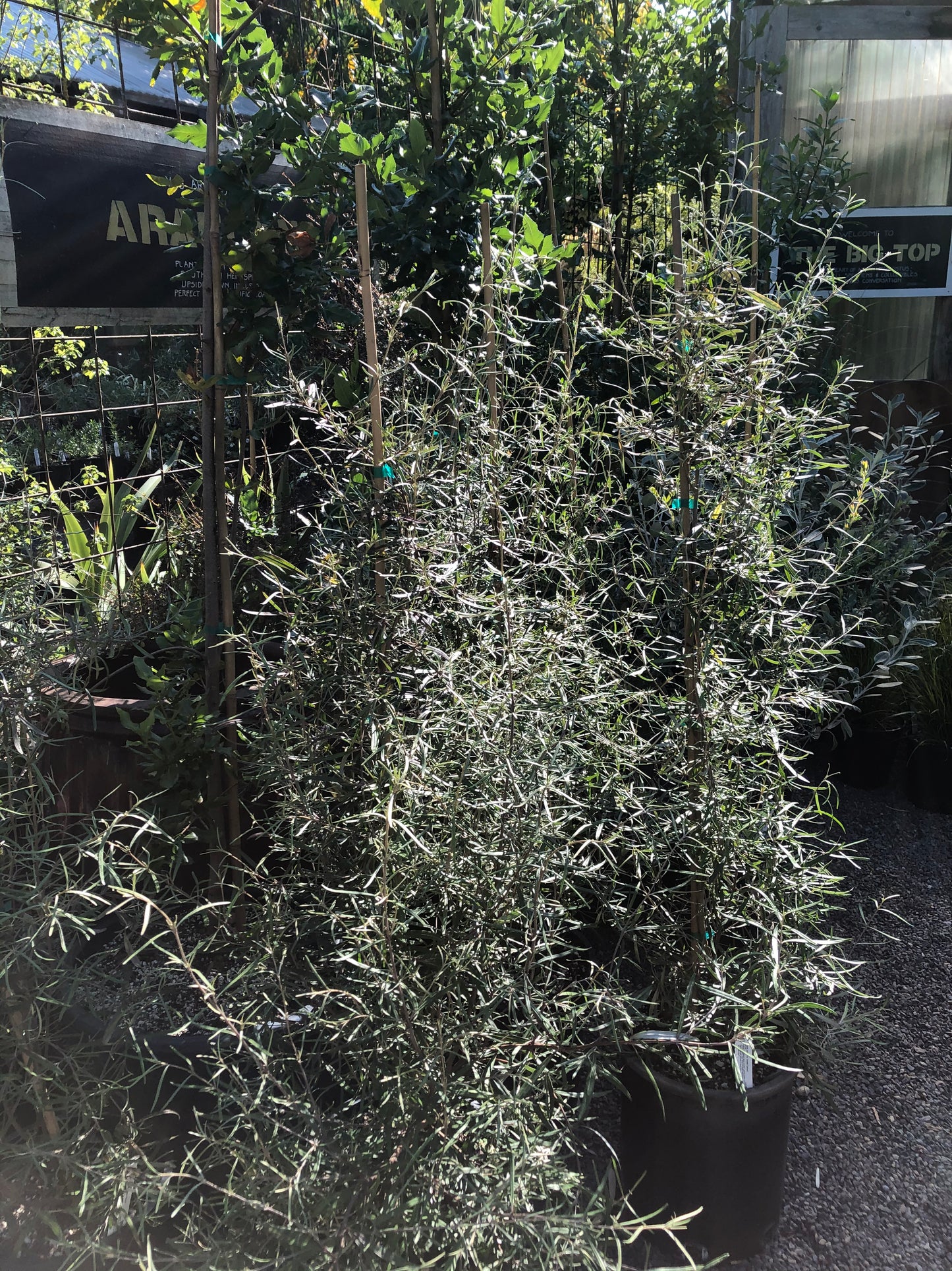 Olearia virgata var. lineata 'Dartonii'